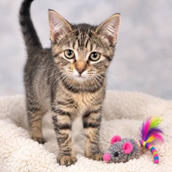 Ant -  Domestic Short Hair Cat for Adoption in South Elgin, Illinois - Ant | PetCurious