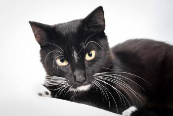 Domestic Short Hair Cats Available for Adoption in Loveland, Colorado - KITTEN | PetCurious