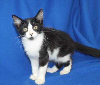Polo - 44018 -  Domestic Short Hair Cat for Adoption in Prattville, Alabama - Polo - 44018 | PetCurious