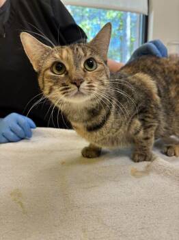 AFFOGATO -  Domestic Short Hair Cat for Adoption in Raleigh, North Carolina - AFFOGATO | PetCurious
