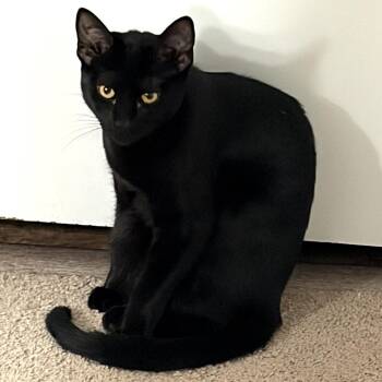 Domestic Short Hair Cats Available for Adoption - Aspen | PetCurious