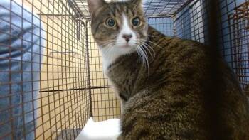 KIARA -  Domestic Short Hair Cat for Adoption in Doral, Florida - KIARA | PetCurious