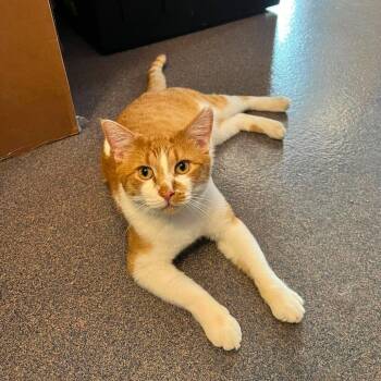 Alastor -  Domestic Short Hair Cat for Adoption in Edwardsville, Illinois - Alastor | PetCurious
