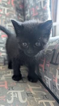 Io -  American Shorthair Cat for Adoption in Beach Park, Illinois - Io | PetCurious