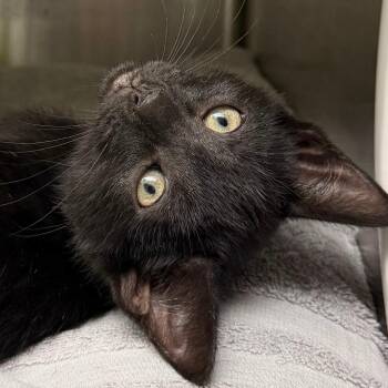 Bumble -  Domestic Short Hair Cat for Adoption in Fairport, New York - Bumble | PetCurious