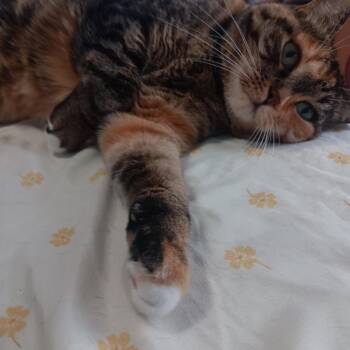 Hazelnut OS 0823 -  Domestic Short Hair Cat for Adoption - Hazelnut OS 0823 | PetCurious