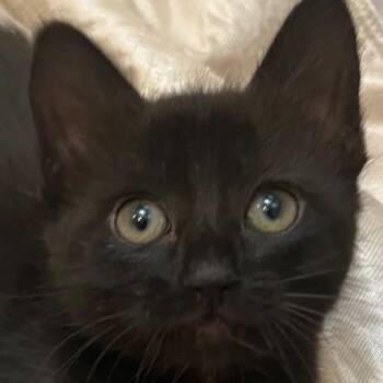 Domestic Short Hair Cats Available for Adoption in Pleasanton, California - Asia | PetCurious