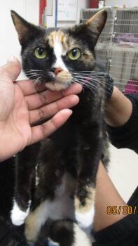 Saffron (620) -  Domestic Short Hair Cat Available for Adoption in Marietta, Georgia - Saffron (620) | PetCurious