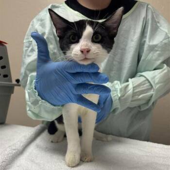 Agent Meow -  Domestic Short Hair Cat for Adoption in Tempe, Arizona - Agent Meow | PetCurious