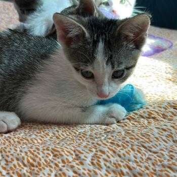 Rescue Domestic Short Hair Cats for Adoption in Union, Missouri - Gerald FC Dessa M | PetCurious