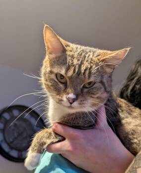 Rescue Domestic Short Hair Cats for Adoption in Richmond, Virginia - Keira | PetCurious