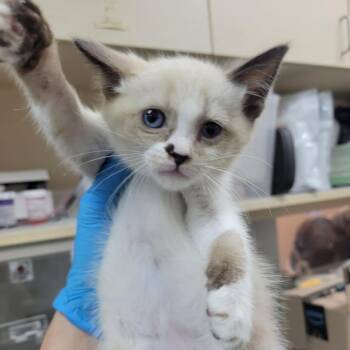 Jupiter -  Snowshoe Cat for Adoption in Westminster, California - Jupiter | PetCurious