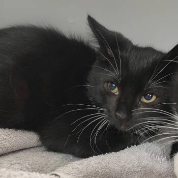 Domestic Short Hair Cats Available for Adoption in Corsicana, Texas - Tie K45726 | PetCurious