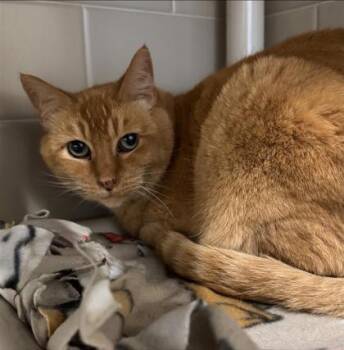 Tallie -  Domestic Short Hair Cat for Adoption in Bellevue, Washington - Tallie | PetCurious