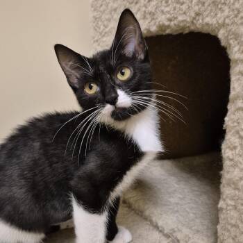 Aurienne -  Domestic Short Hair Cat for Adoption in Schertz, Texas - Aurienne | PetCurious