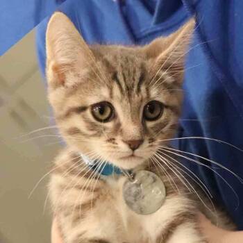 Domestic Short Hair Cats Available for Adoption in Port Washington, New York - Squiggle | PetCurious