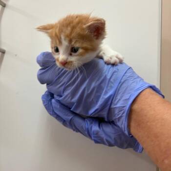 Betta -  Domestic Medium Hair Cat for Adoption in Kanab, Utah - Betta | PetCurious