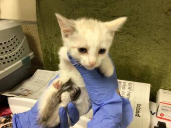 GUPPY -  Domestic Short Hair Cat for Adoption in Riverside, California - GUPPY | PetCurious