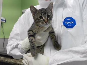 Rescue Domestic Short Hair Cats for Adoption in Omaha, Nebraska - HAMISH | PetCurious