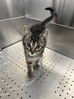 Jasper -  Domestic Short Hair Cat for Adoption in Troy, Ohio - Jasper | PetCurious