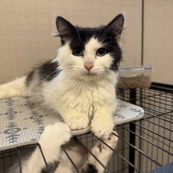 Rescue Domestic Medium Hair Cats for Adoption in Lawrenceville, Georgia - Holly | PetCurious