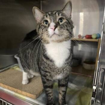 Domestic Short Hair Cats Available for Adoption in Warr Acres, Oklahoma - Tommy Boy | PetCurious