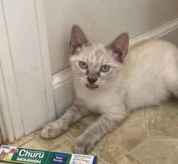 Churro26 -  Siamese Cat for Adoption in Youngsville, North Carolina - Churro26 | PetCurious