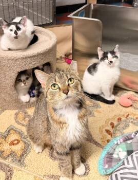 Delaney -  Domestic Short Hair Cat for Adoption in Blaine, Minnesota - Delaney | PetCurious