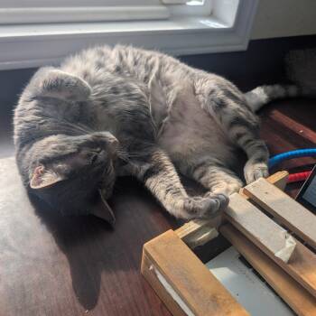 Domestic Short Hair Cats Available for Adoption - Ruth | PetCurious