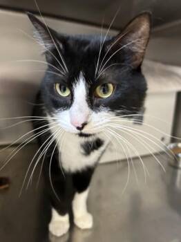 Domestic Short Hair Cats Available for Adoption in Hamilton, Montana - Turtle | PetCurious