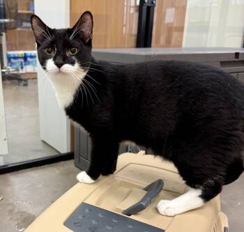 Domestic Short Hair Cats Available for Adoption in Cary, North Carolina - Jimmies (kitten) | PetCurious