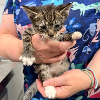 Seahorse -  Domestic Short Hair Cat for Adoption in Trenton, New Jersey - Seahorse | PetCurious