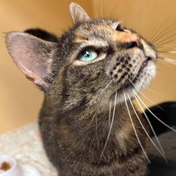 Domestic Short Hair Cats Available for Adoption in East Hanover, New Jersey - May | PetCurious