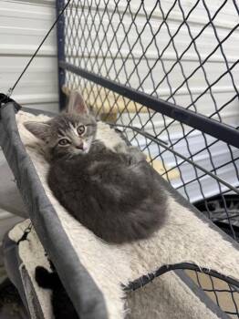 Tilly -  Domestic Short Hair Cat for Adoption in Lagrange, Indiana - Tilly | PetCurious