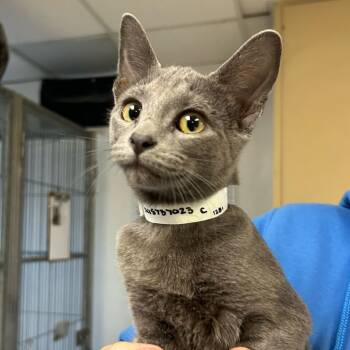 Rescue Domestic Short Hair Cats for Adoption in Goleta, California - Rumi | PetCurious