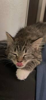 Domestic Long Hair Cats Available for Adoption in Reno, Nevada - LOLA (AVAILABLE AT PETSMART NORTHWEST RENO) | PetCurious