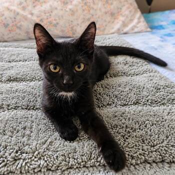 Patty -  Domestic Short Hair Cat for Adoption in Houston, Texas - Patty | PetCurious