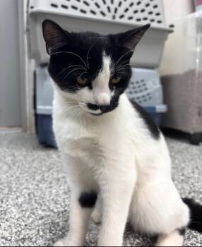 Dan C -  Domestic Short Hair Cat for Adoption in Pomona, New York - Dan C | PetCurious