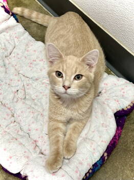 Rescue Domestic Long Hair Cats for Adoption in Estherville, Iowa - Heath | PetCurious