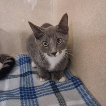 Teeny -  Domestic Short Hair Cat for Adoption in Gautier, Mississippi - Teeny | PetCurious