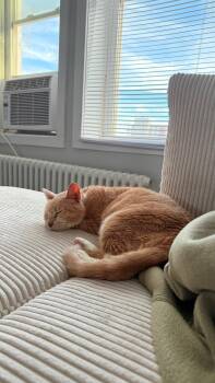 Rescue American Shorthair Cats for Adoption - Beige | PetCurious