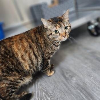 Lilo -  Domestic Short Hair Cat for Adoption in Talent, Oregon - Lilo | PetCurious