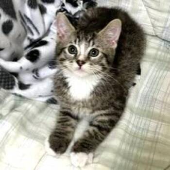 Jacek -  Domestic Short Hair Cat for Adoption - Jacek | PetCurious