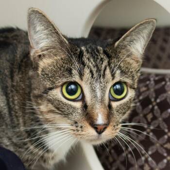 Princess Swirls -  Domestic Short Hair Cat for Adoption in Middletown, Rhode Island - Princess Swirls | PetCurious