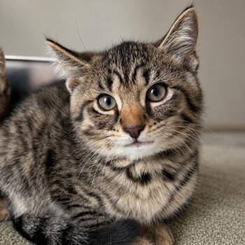 AOL -  Domestic Short Hair Cat for Adoption in Pontiac, Michigan - AOL | PetCurious