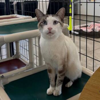O Riley -  Domestic Short Hair Cat for Adoption in Spanish Fork, Utah - O Riley | PetCurious