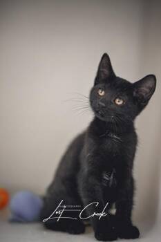 Cleo -  Domestic Short Hair Cat for Adoption in Kalispell, Montana - Cleo | PetCurious