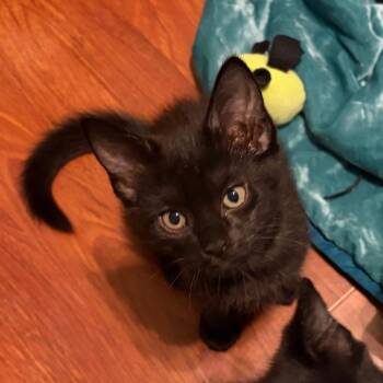 Penguin -  Domestic Short Hair Cat for Adoption in Philadelphia, Pennsylvania - Penguin | PetCurious