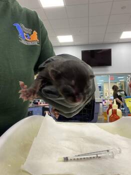 A137841 -  Domestic Short Hair Cat for Adoption in Palmetto, Florida - A137841 | PetCurious