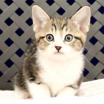 Domestic Short Hair Cats Available for Adoption in Fort Davis, Texas - Cypress | PetCurious